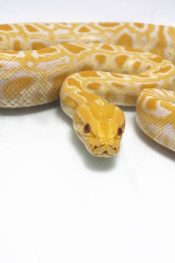Albino Birmanya Pythonu (Python molurus bivittatus) beyaz arkaplanda izole edildi