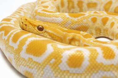 Albino Birmanya Pythonu (Python molurus bivittatus) beyaz arkaplanda izole edildi