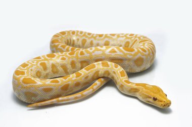 Albino Birmanya Pythonu (Python molurus bivittatus) beyaz arkaplanda izole edildi