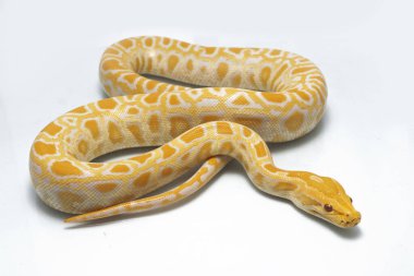 Albino Birmanya Pythonu (Python molurus bivittatus) beyaz arkaplanda izole edildi