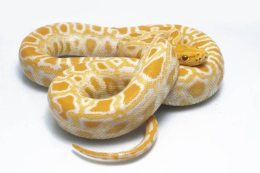 Albino Birmanya Pythonu (Python molurus bivittatus) beyaz arkaplanda izole edildi
