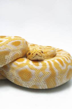 Albino Birmanya Pythonu (Python molurus bivittatus) beyaz arkaplanda izole edildi