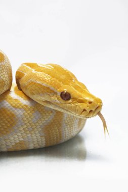 Albino Birmanya Pythonu (Python molurus bivittatus) beyaz arkaplanda izole edildi