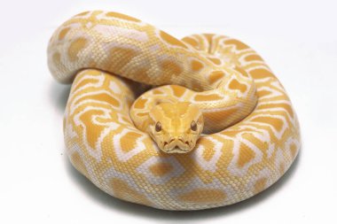 Albino Birmanya Pythonu (Python molurus bivittatus) beyaz arkaplanda izole edildi