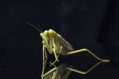 Kara zemin üzerinde izole edilmiş dev Asya Yeşil Dua Peygamberdevesi (hiyerodula membranacea).