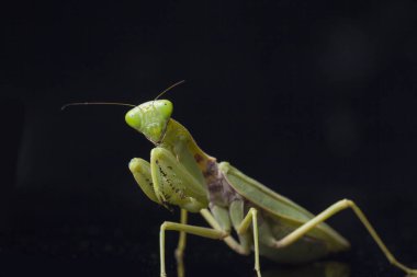 Kara zemin üzerinde izole edilmiş dev Asya Yeşil Dua Peygamberdevesi (hiyerodula membranacea).