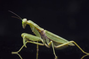 Kara zemin üzerinde izole edilmiş dev Asya Yeşil Dua Peygamberdevesi (hiyerodula membranacea).