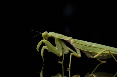 Kara zemin üzerinde izole edilmiş dev Asya Yeşil Dua Peygamberdevesi (hiyerodula membranacea).
