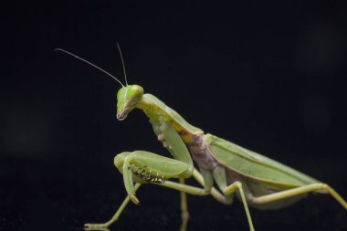 Kara zemin üzerinde izole edilmiş dev Asya Yeşil Dua Peygamberdevesi (hiyerodula membranacea).