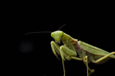 Kara zemin üzerinde izole edilmiş dev Asya Yeşil Dua Peygamberdevesi (hiyerodula membranacea).