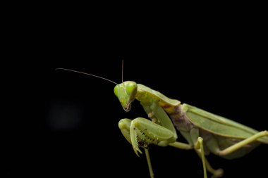 Kara zemin üzerinde izole edilmiş dev Asya Yeşil Dua Peygamberdevesi (hiyerodula membranacea).