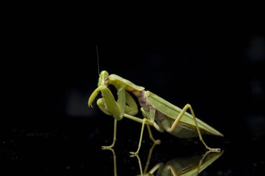 Kara zemin üzerinde izole edilmiş dev Asya Yeşil Dua Peygamberdevesi (hiyerodula membranacea).