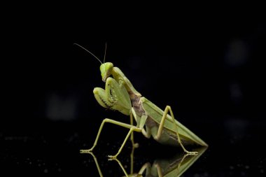 Kara zemin üzerinde izole edilmiş dev Asya Yeşil Dua Peygamberdevesi (hiyerodula membranacea).