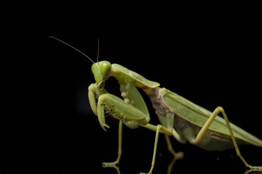 Kara zemin üzerinde izole edilmiş dev Asya Yeşil Dua Peygamberdevesi (hiyerodula membranacea).