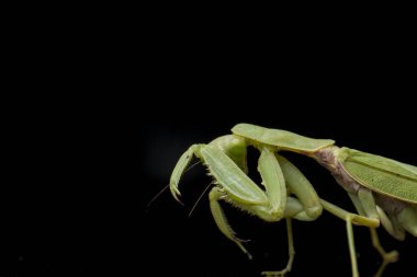 Kara zemin üzerinde izole edilmiş dev Asya Yeşil Dua Peygamberdevesi (hiyerodula membranacea).