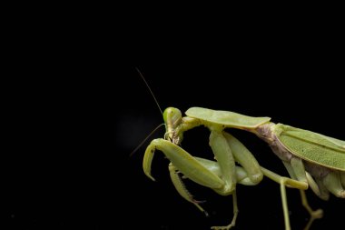 Kara zemin üzerinde izole edilmiş dev Asya Yeşil Dua Peygamberdevesi (hiyerodula membranacea).