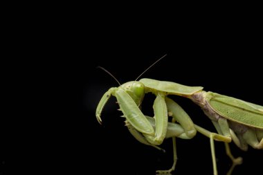 Kara zemin üzerinde izole edilmiş dev Asya Yeşil Dua Peygamberdevesi (hiyerodula membranacea).