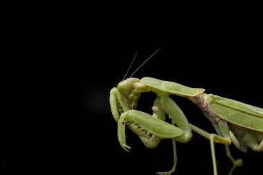 Kara zemin üzerinde izole edilmiş dev Asya Yeşil Dua Peygamberdevesi (hiyerodula membranacea).