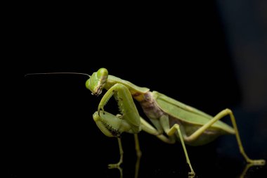 Kara zemin üzerinde izole edilmiş dev Asya Yeşil Dua Peygamberdevesi (hiyerodula membranacea).