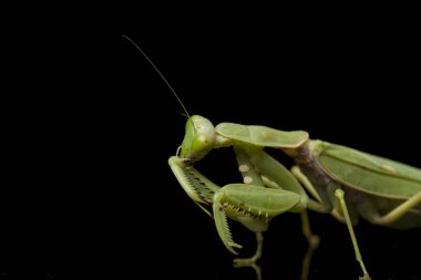 Kara zemin üzerinde izole edilmiş dev Asya Yeşil Dua Peygamberdevesi (hiyerodula membranacea).
