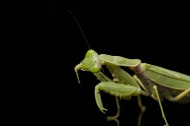 Kara zemin üzerinde izole edilmiş dev Asya Yeşil Dua Peygamberdevesi (hiyerodula membranacea).