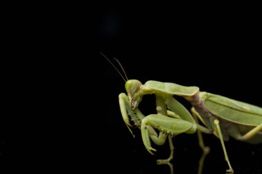 Kara zemin üzerinde izole edilmiş dev Asya Yeşil Dua Peygamberdevesi (hiyerodula membranacea).