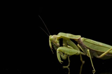 Kara zemin üzerinde izole edilmiş dev Asya Yeşil Dua Peygamberdevesi (hiyerodula membranacea).