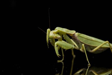 Kara zemin üzerinde izole edilmiş dev Asya Yeşil Dua Peygamberdevesi (hiyerodula membranacea).