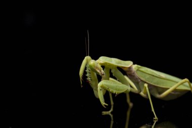 Kara zemin üzerinde izole edilmiş dev Asya Yeşil Dua Peygamberdevesi (hiyerodula membranacea).