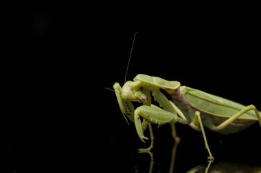 Kara zemin üzerinde izole edilmiş dev Asya Yeşil Dua Peygamberdevesi (hiyerodula membranacea).