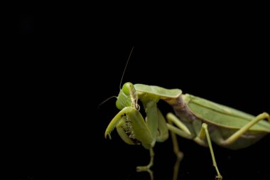 Kara zemin üzerinde izole edilmiş dev Asya Yeşil Dua Peygamberdevesi (hiyerodula membranacea).