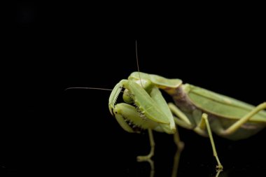 Kara zemin üzerinde izole edilmiş dev Asya Yeşil Dua Peygamberdevesi (hiyerodula membranacea).