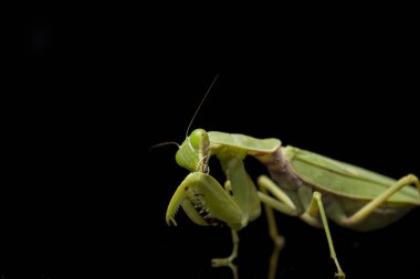 Kara zemin üzerinde izole edilmiş dev Asya Yeşil Dua Peygamberdevesi (hiyerodula membranacea).