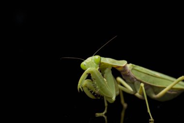 Kara zemin üzerinde izole edilmiş dev Asya Yeşil Dua Peygamberdevesi (hiyerodula membranacea).