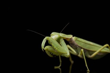 Kara zemin üzerinde izole edilmiş dev Asya Yeşil Dua Peygamberdevesi (hiyerodula membranacea).