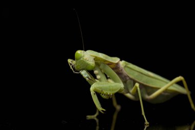 Kara zemin üzerinde izole edilmiş dev Asya Yeşil Dua Peygamberdevesi (hiyerodula membranacea).