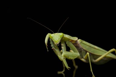 Kara zemin üzerinde izole edilmiş dev Asya Yeşil Dua Peygamberdevesi (hiyerodula membranacea).