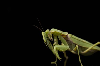 Kara zemin üzerinde izole edilmiş dev Asya Yeşil Dua Peygamberdevesi (hiyerodula membranacea).