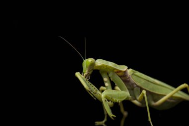 Kara zemin üzerinde izole edilmiş dev Asya Yeşil Dua Peygamberdevesi (hiyerodula membranacea).