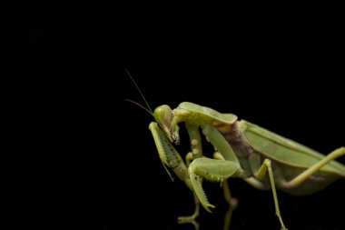 Kara zemin üzerinde izole edilmiş dev Asya Yeşil Dua Peygamberdevesi (hiyerodula membranacea).