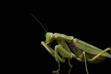 Kara zemin üzerinde izole edilmiş dev Asya Yeşil Dua Peygamberdevesi (hiyerodula membranacea).