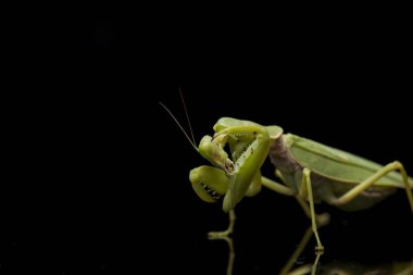 Kara zemin üzerinde izole edilmiş dev Asya Yeşil Dua Peygamberdevesi (hiyerodula membranacea).