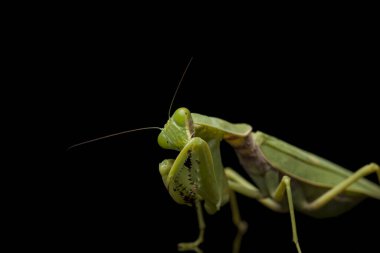 Kara zemin üzerinde izole edilmiş dev Asya Yeşil Dua Peygamberdevesi (hiyerodula membranacea).
