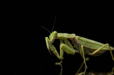 Kara zemin üzerinde izole edilmiş dev Asya Yeşil Dua Peygamberdevesi (hiyerodula membranacea).