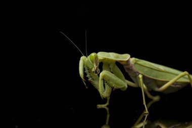 Kara zemin üzerinde izole edilmiş dev Asya Yeşil Dua Peygamberdevesi (hiyerodula membranacea).