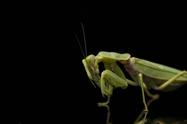 Kara zemin üzerinde izole edilmiş dev Asya Yeşil Dua Peygamberdevesi (hiyerodula membranacea).