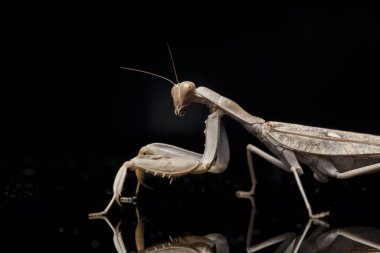 Kara zemin üzerinde izole edilmiş dev Asya Kahverengi Peygamberdevesi (hiyerodula membranacea).
