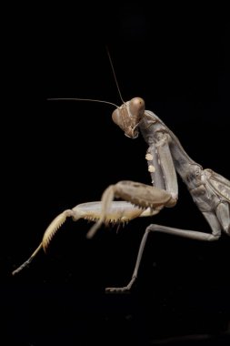 Kara zemin üzerinde izole edilmiş dev Asya Kahverengi Peygamberdevesi (hiyerodula membranacea).