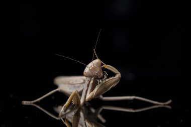 Kara zemin üzerinde izole edilmiş dev Asya Kahverengi Peygamberdevesi (hiyerodula membranacea).