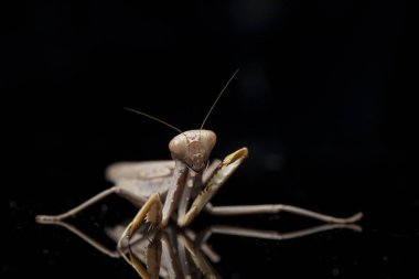 Kara zemin üzerinde izole edilmiş dev Asya Kahverengi Peygamberdevesi (hiyerodula membranacea).